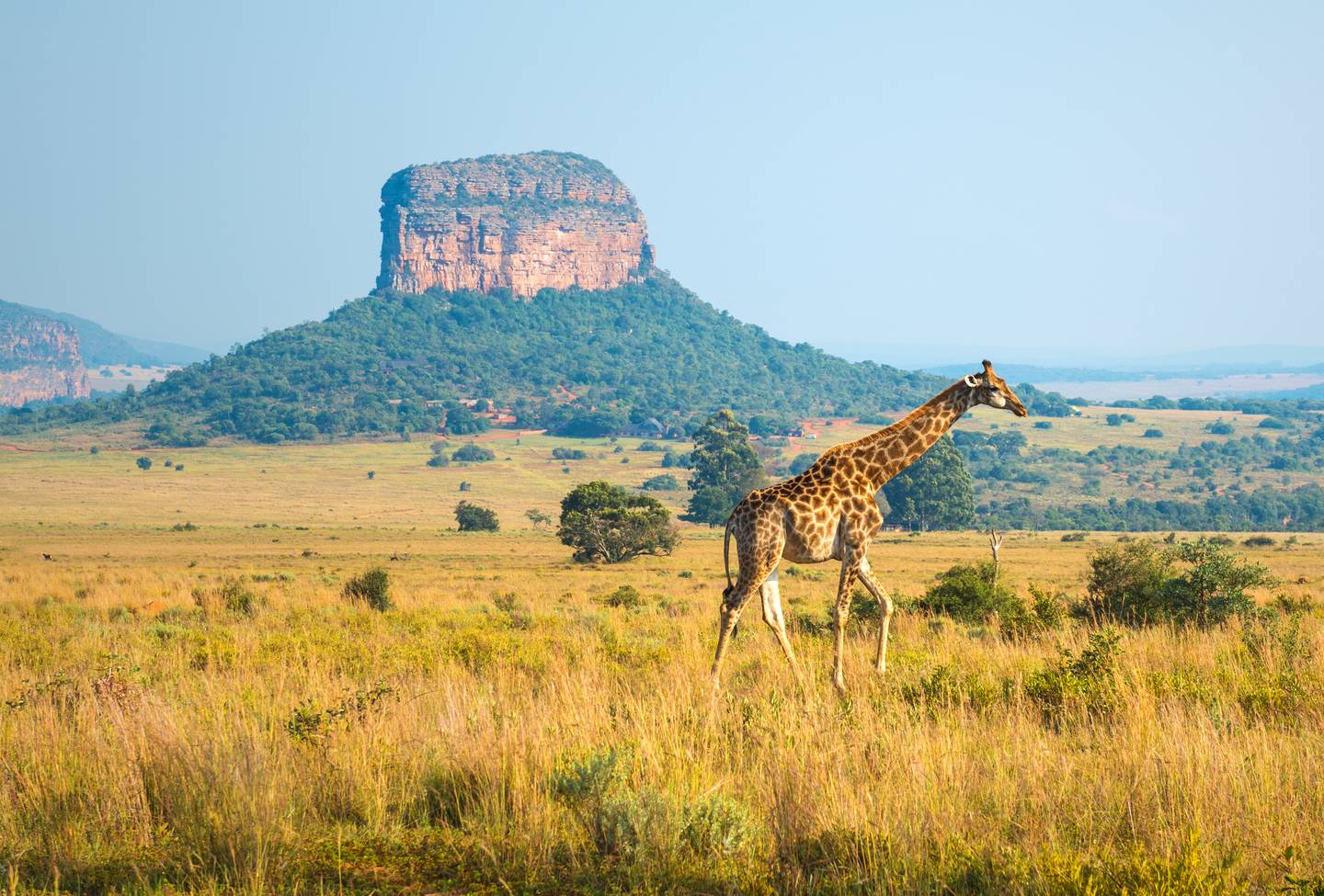 blt3b564ee0f6b5f01e-suedafrika-safari-giraffe-g-958201790.jpg suedafrika-safari-giraffe-g-958201790.jpg