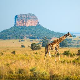 suedafrika-safari-giraffe-g-958201790.jpg