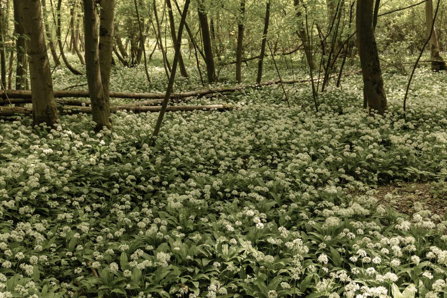 deutschland-thueringen-nationalpark-hainich-baerlauch-g-1492419568.jpg