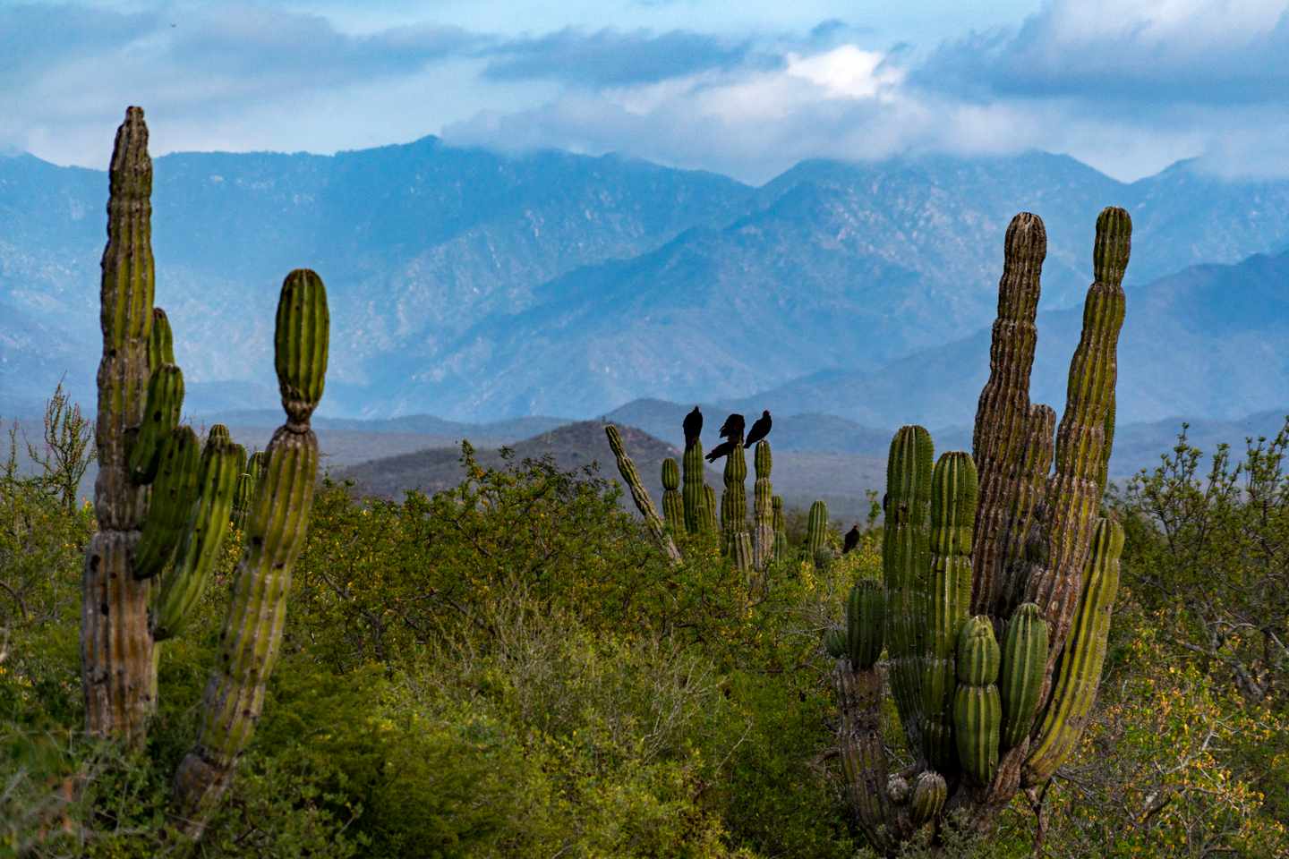 mexiko-los-cabos-g-1129386386.jpg
