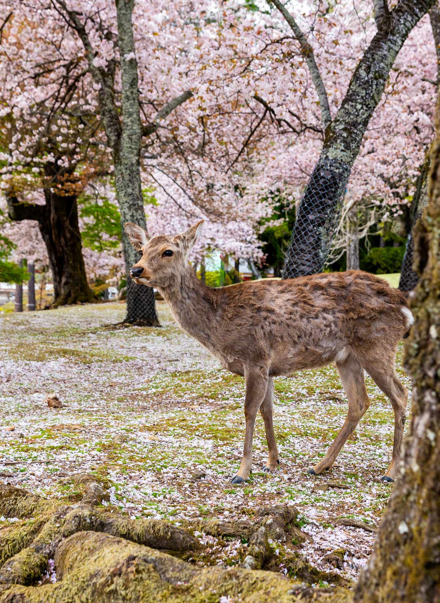 blt640f79917d2ac3a7-japan-nara-nara-park-hirsche-kirschbl_ten-g-1931087505.jpg Hirsch in Park unter Kirschblüten