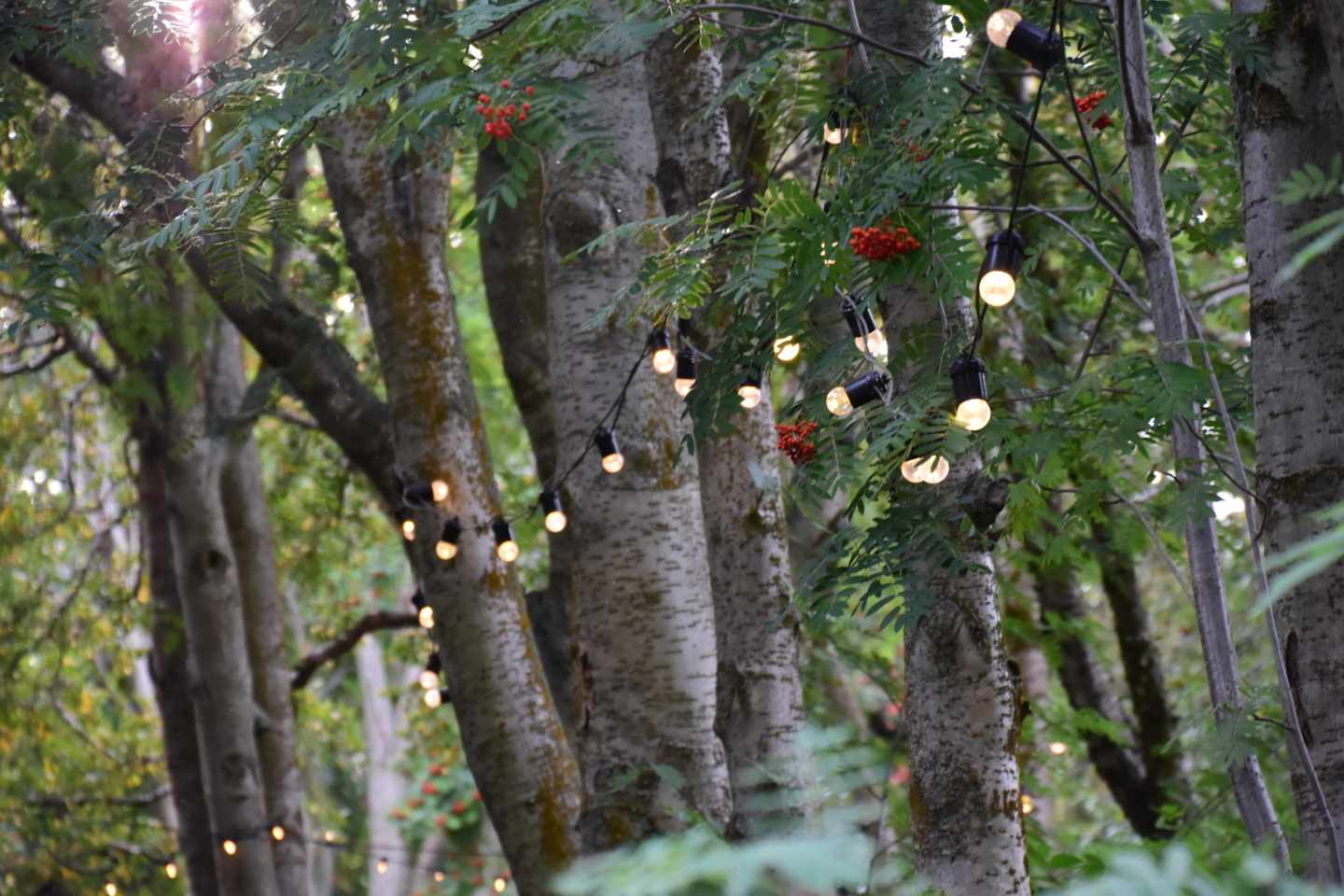 blt0304ef337cd58ec0-island-akureyri-botanischer-garten-lichter-i-lena-herrmann.JPG Lichter im Botanischen Garten in Akureyri