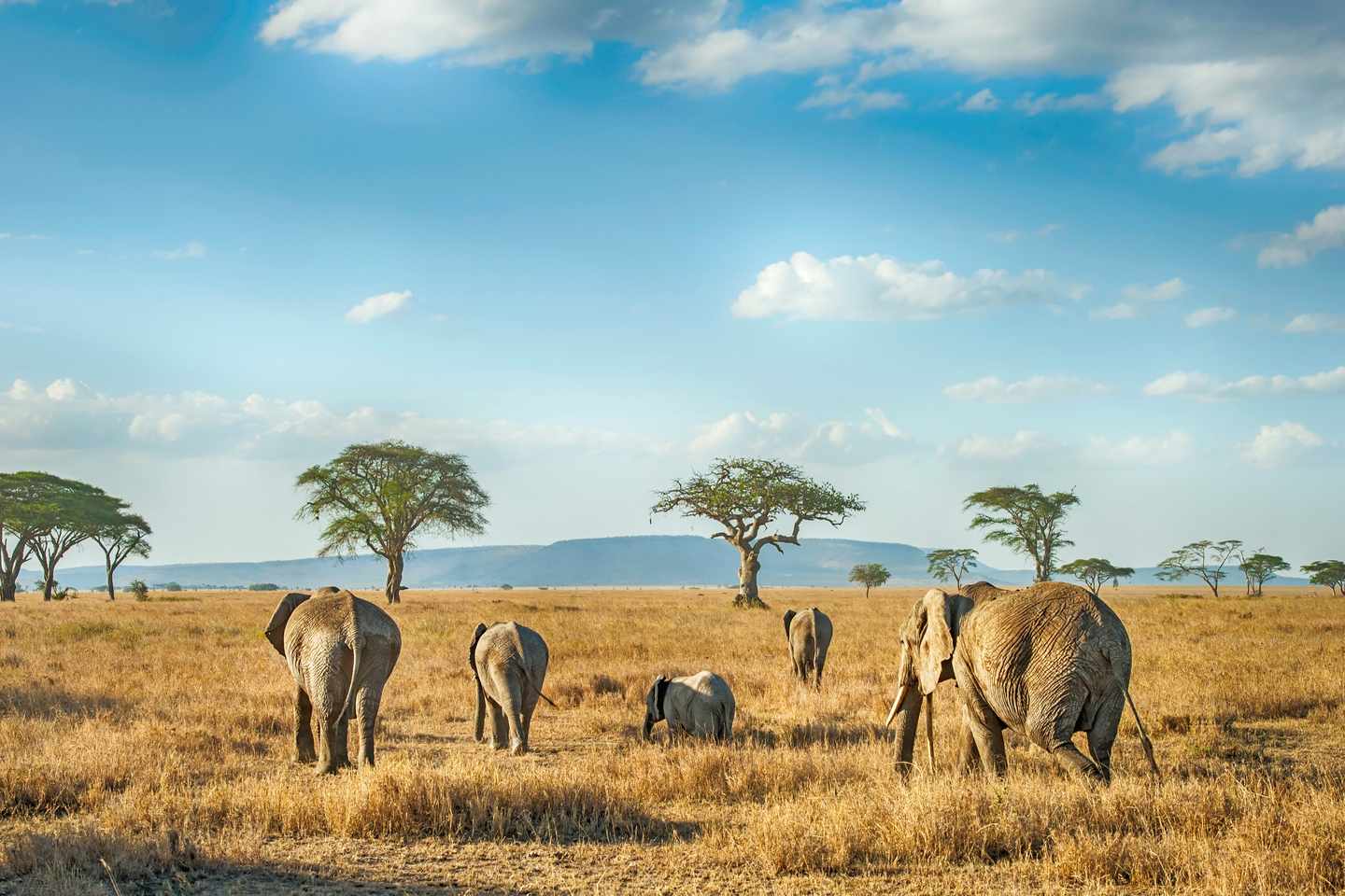 tansania-serengeti-elefanten-g-1141711907.jpg