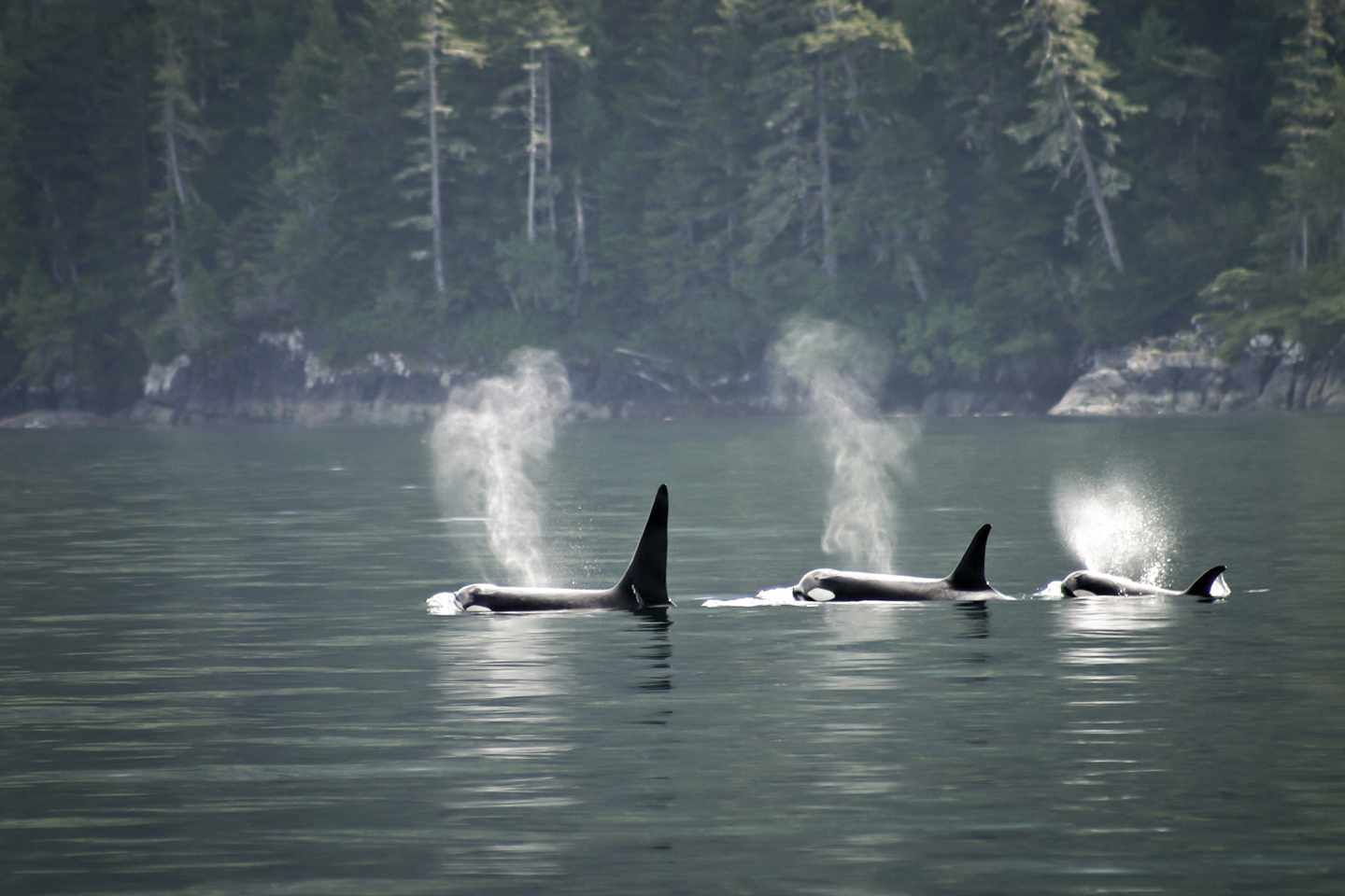 kanada-british-columbia-vancouver-island-telegraph-cove-orcas-g-1136890610.jpg