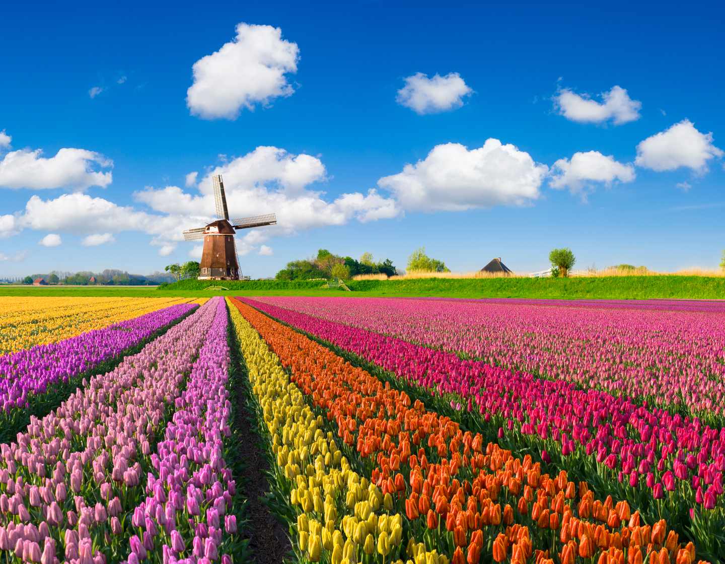 Hotels in den Niederlanden: Tulpenfelder mit einer Windmühle im Hintergrund