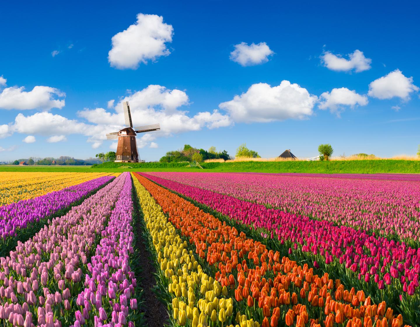 niederlande-bunte-tulpen-windmuehle-g-638591946.jpg