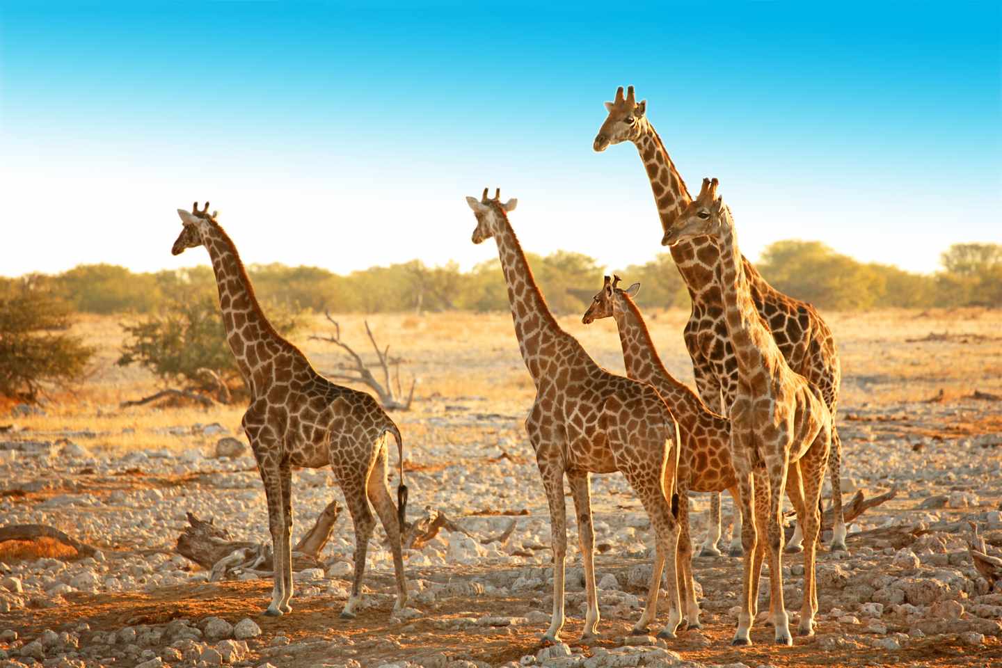 namibia-etosha-np-giraffen-klein-g-468385186.jpg