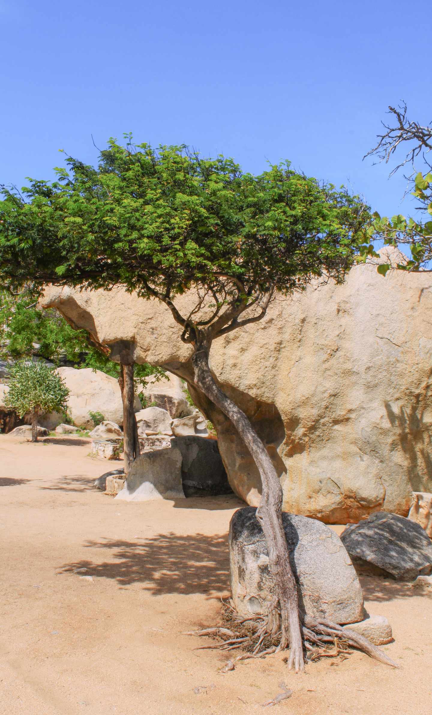 GettyImages-2259280751.jpg Aruba Urlaub und Natur