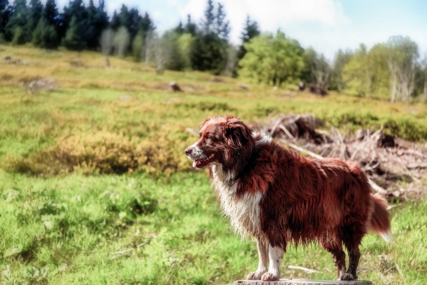 deutschland-ba-wue-schwarzwald-feldberg-hund-g-482408974.jpg