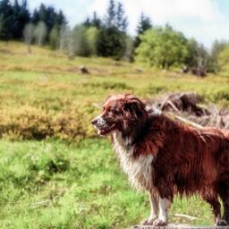 Hotel mit Hund im Schwarzwald
