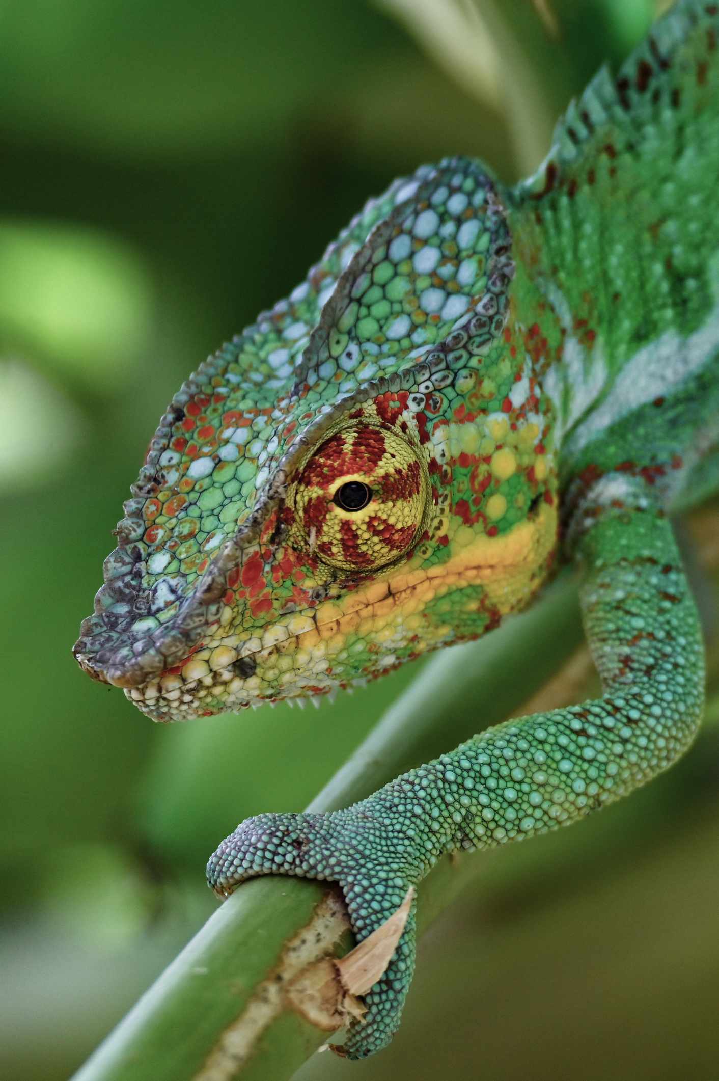blt09e571950ec3f43f-Ostafrika-Madagaskar-Cham_leon-Furcifer-Pardalis-g-1409839241.jpg Chamäleon