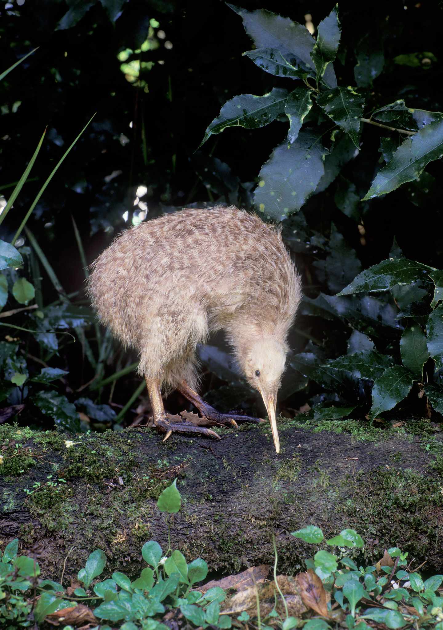 bltb12cd144cddf6162-Neuseeland-gefleckte-Kiwi-g-508959028.jpg Kiwi in Neuseeland