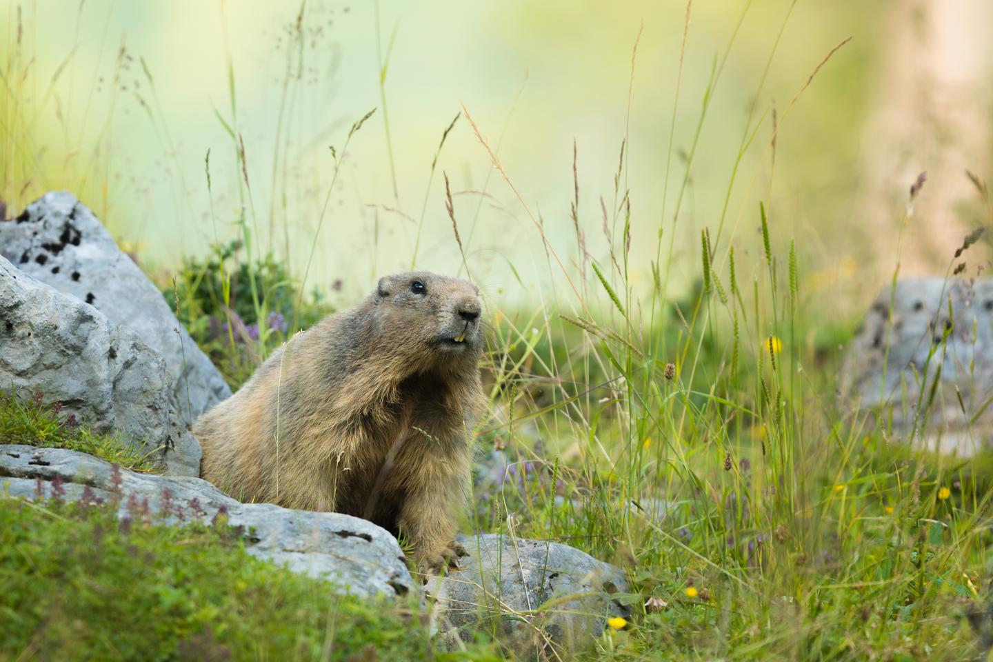 oesterreich-hohe tauern nationalpark-g-820813586.jpg