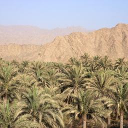oase-fujairah-t-160110225.jpg