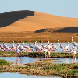 namibia-flamingos-lagunie-walwis-bucht-g-2007548662.jpg