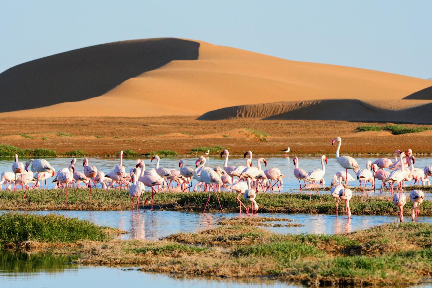 namibia-flamingos-lagunie-walwis-bucht-g-2007548662.jpg