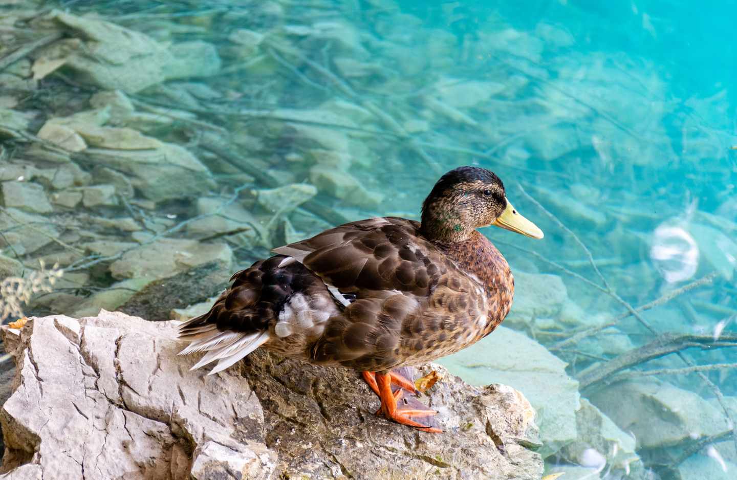 kroatien-plitvier-seen-ente-g-1412996744.jpg