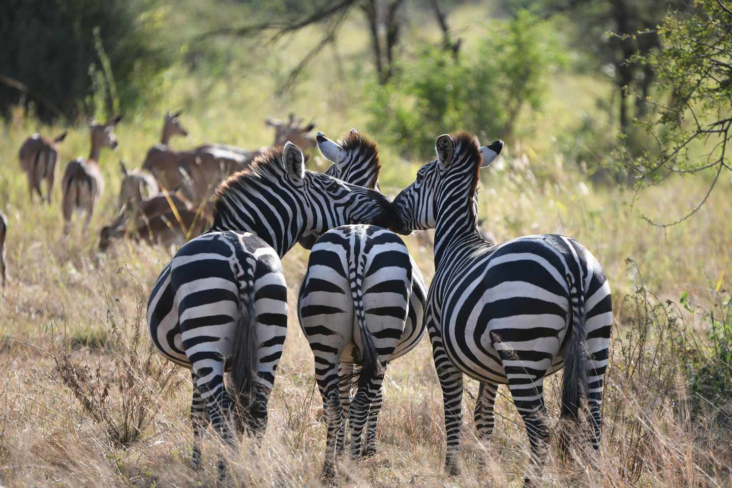 suedafrika-kruger-nationalpark-zebras-g-998233670.jpg