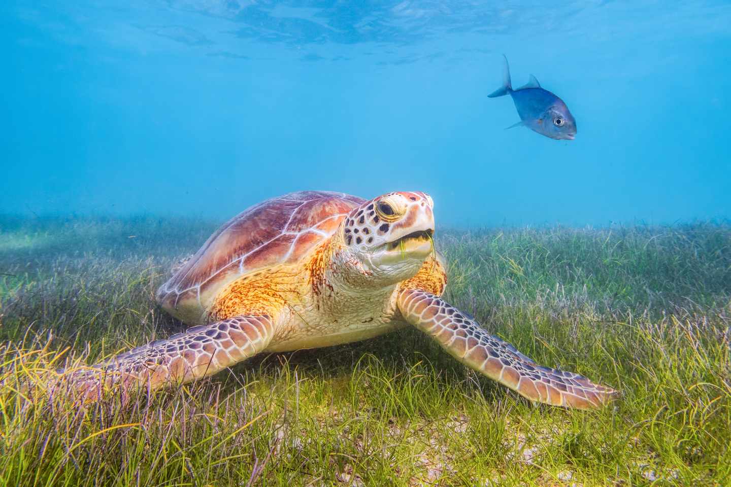 Mexiko_Meeresschildkröte in Akumal Bay_g_841261218.jpg