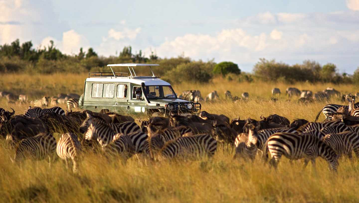 Jeep bei einer Safari in der Masai Mara in Kenia umgeben von Zebras und Gnus