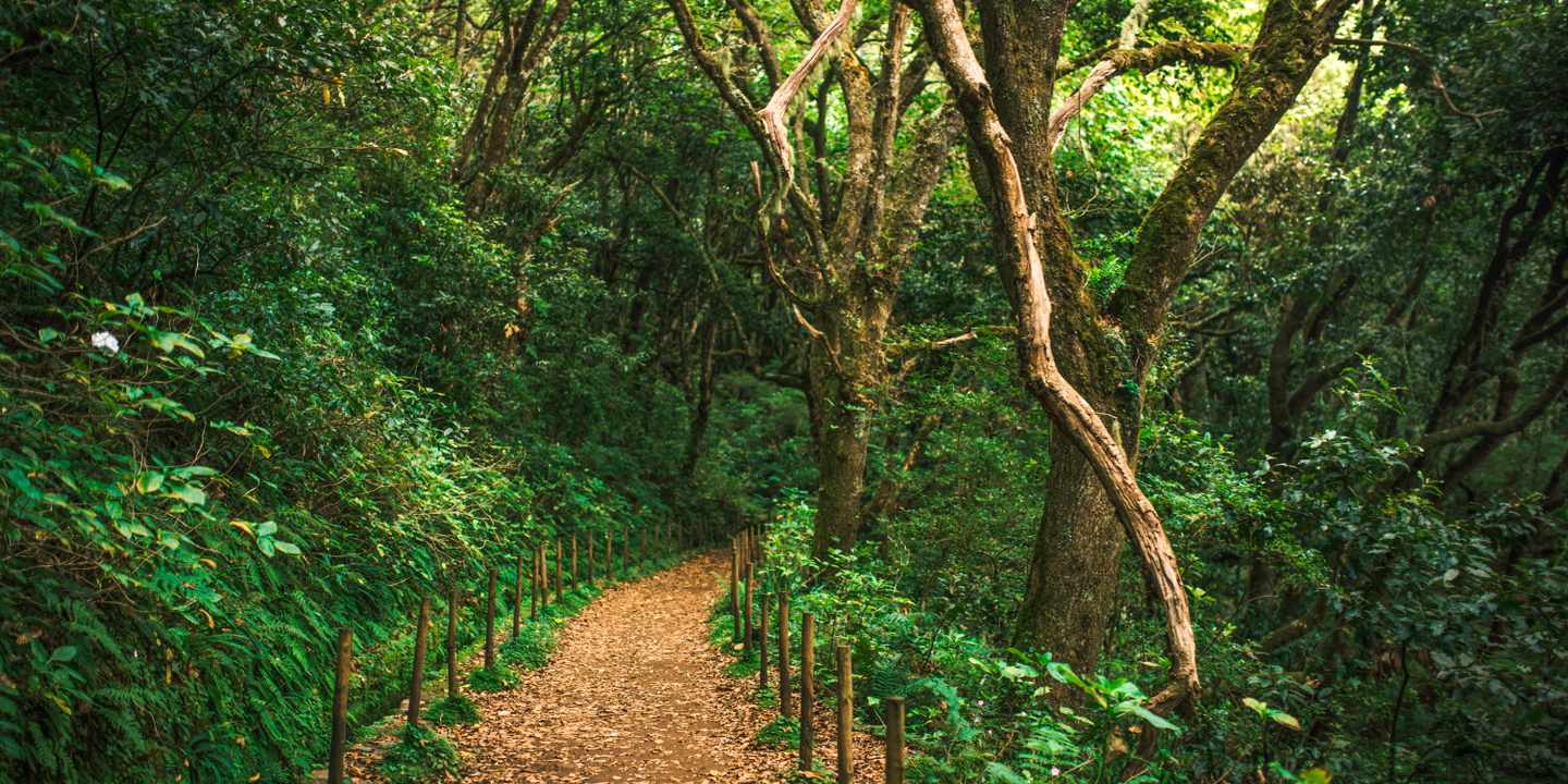 madeira-wanderpfad-durch-den-wald-g-1183414149.jpg