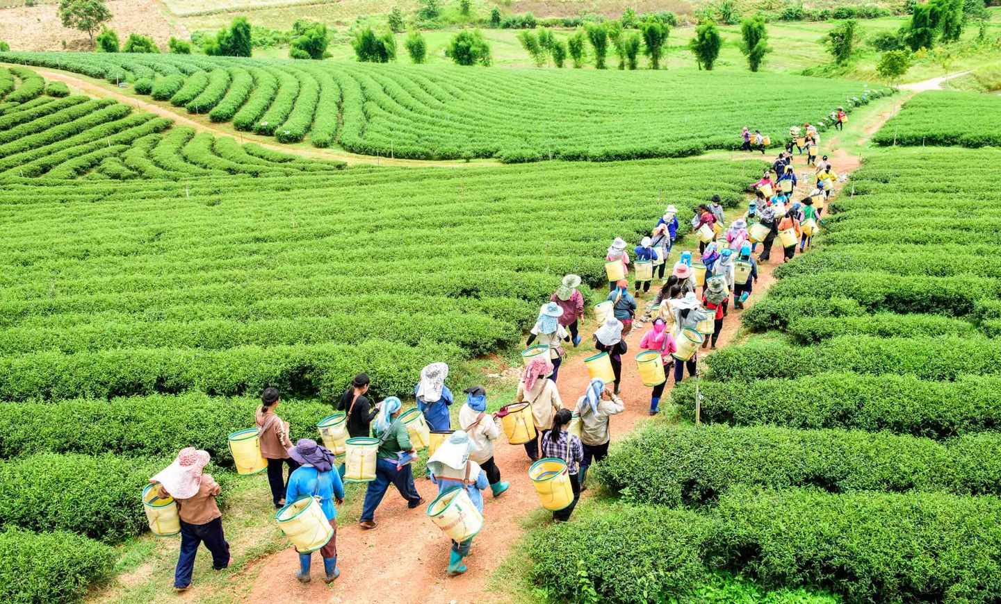 Sri-Lanka-Teeplantage-t-588602148.jpg