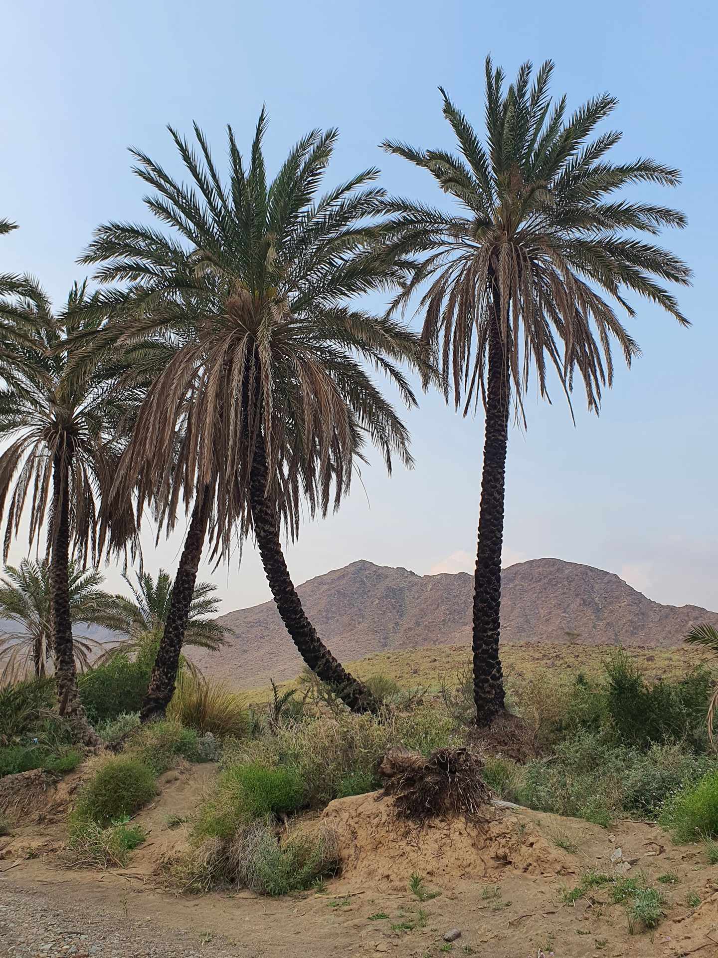 bltd6b6e052bc38b8e3-vae-ras-al-al-khaimah-g-1480167729.jpg RAK