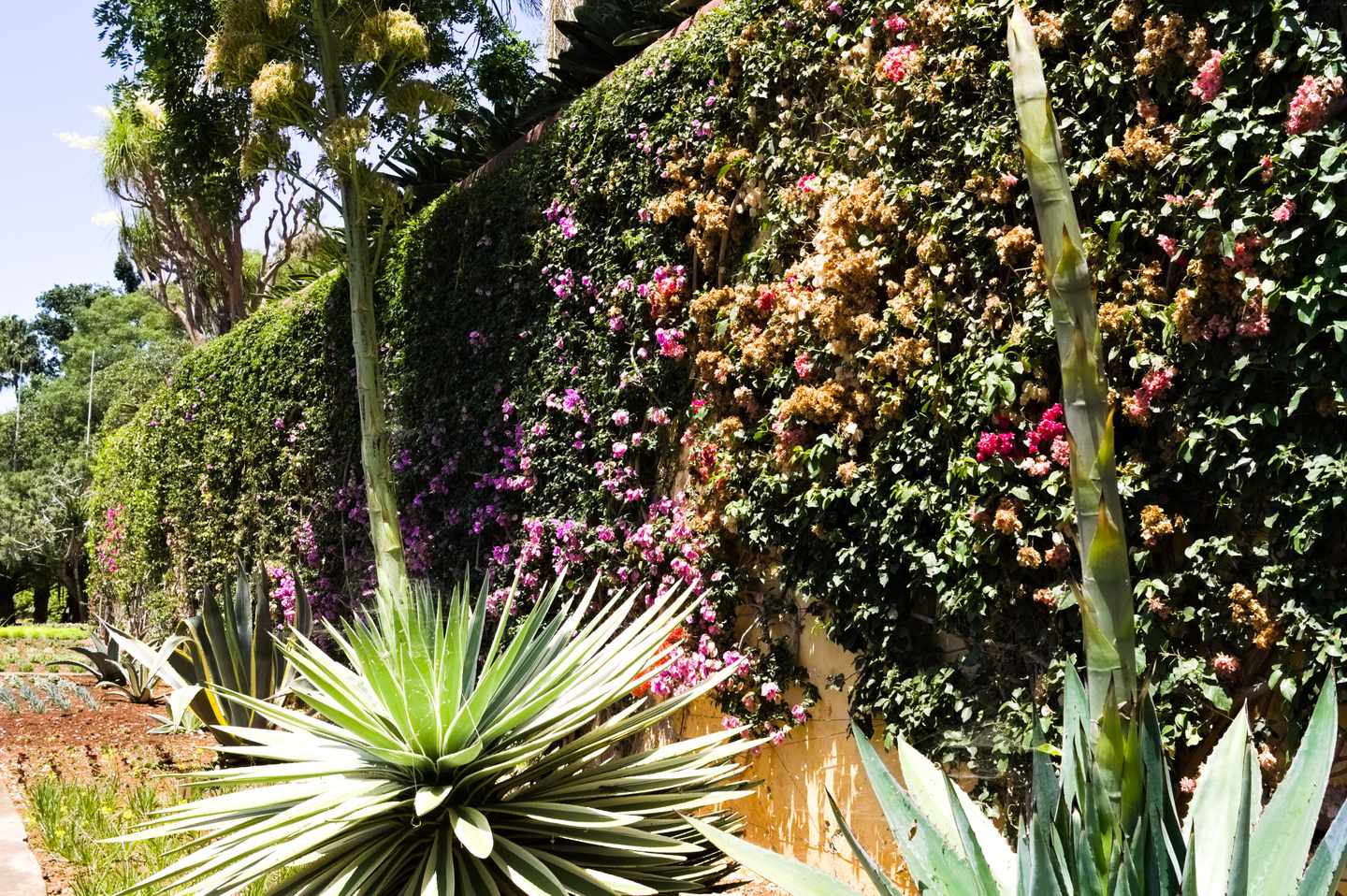 portugal-madeira-botanischer-garten-funchal-bunte-efeuwand-palmen-g-1174785063 (1).jpg