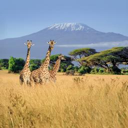 Giraffen vor dem Kilimandscharo auf Safari in Kenia