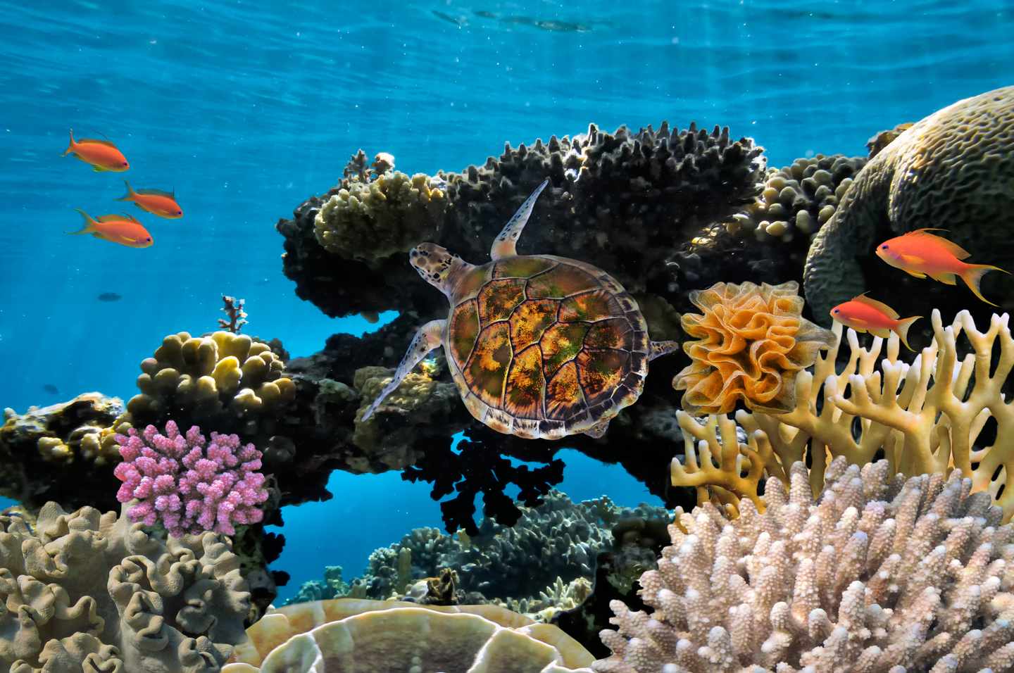 karibik-anthias-schildkroete-g-589570562.jpg