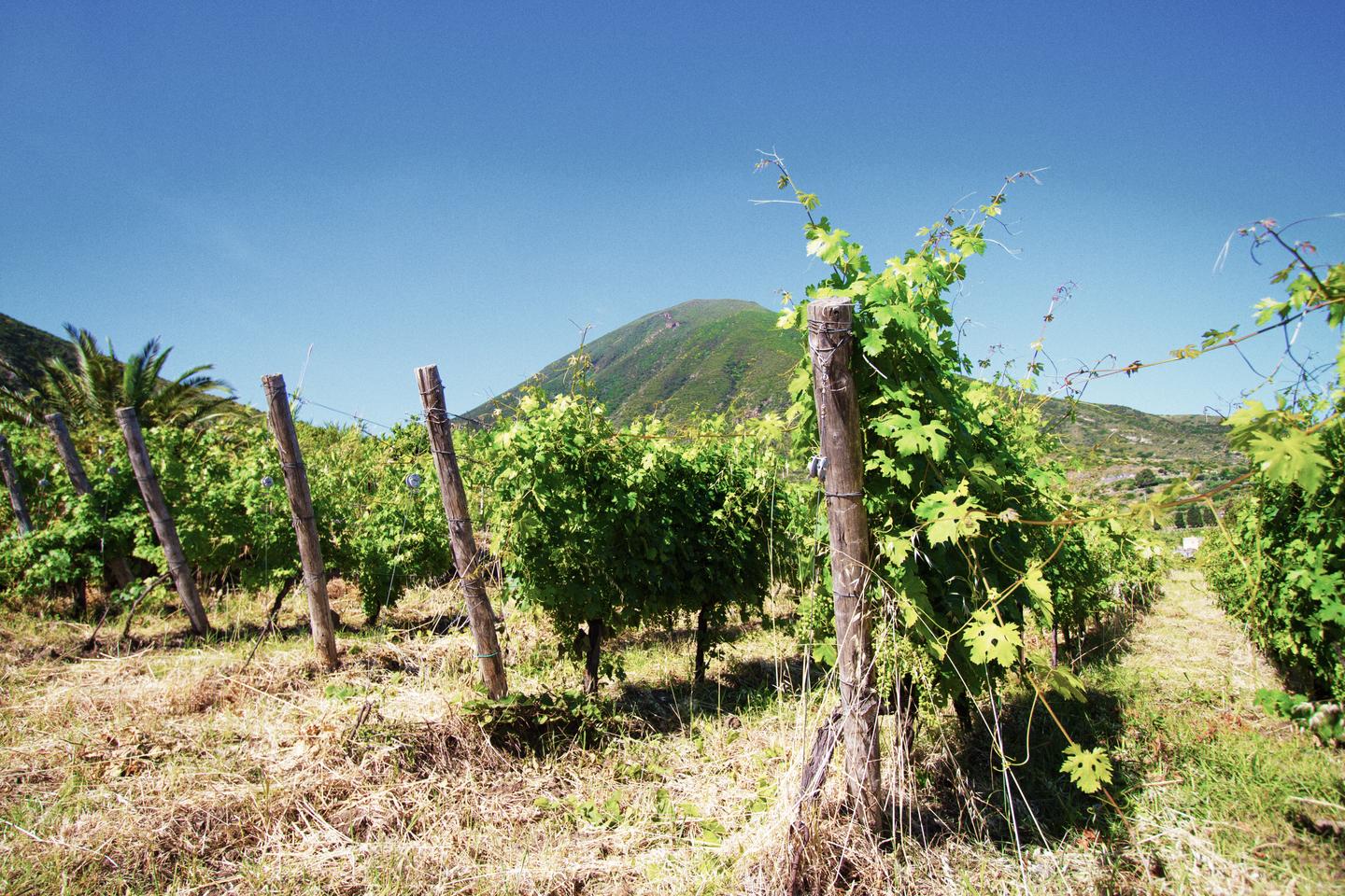 italien-liparische-inseln-salina-malfa-weinberg-g-538665330.jpg