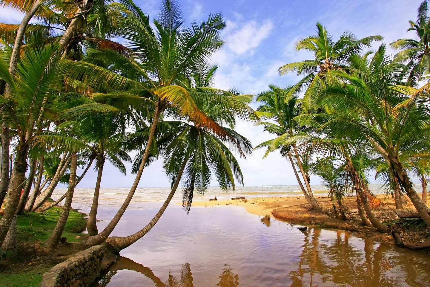 dominikanische-republik-samana-insel-palmen-g-178717119.jpg