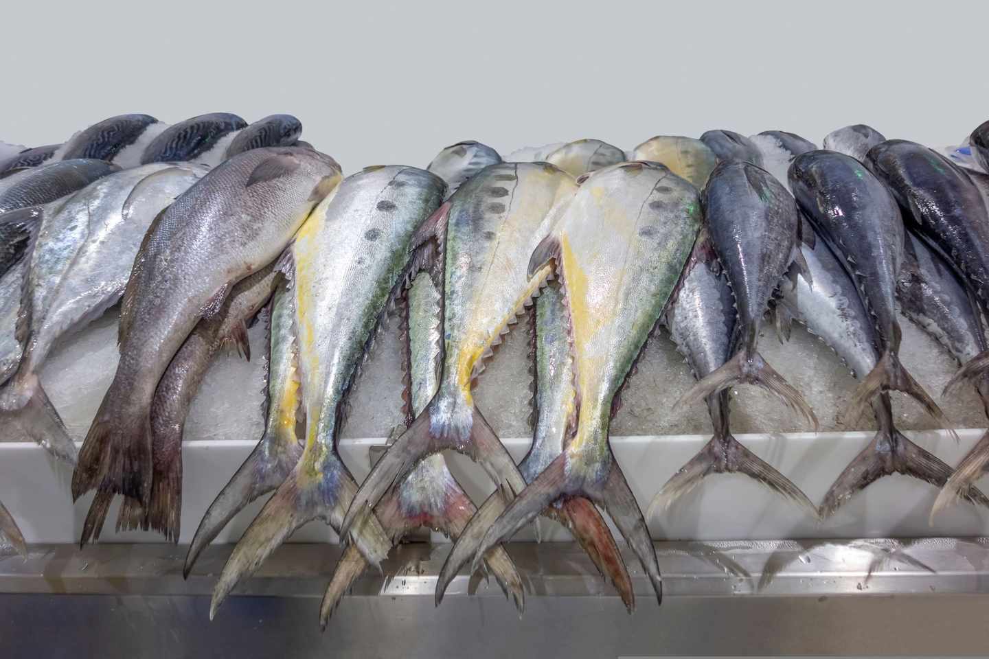 Dubai-Markt-Fisch-dertour-g-1166348796.jpg