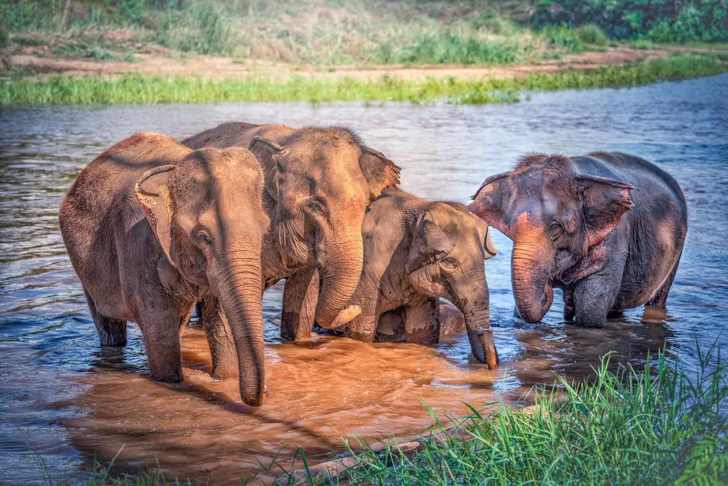 thailand-chiang-mai-elefanten-baden-im-fluss-g-969035282.jpg