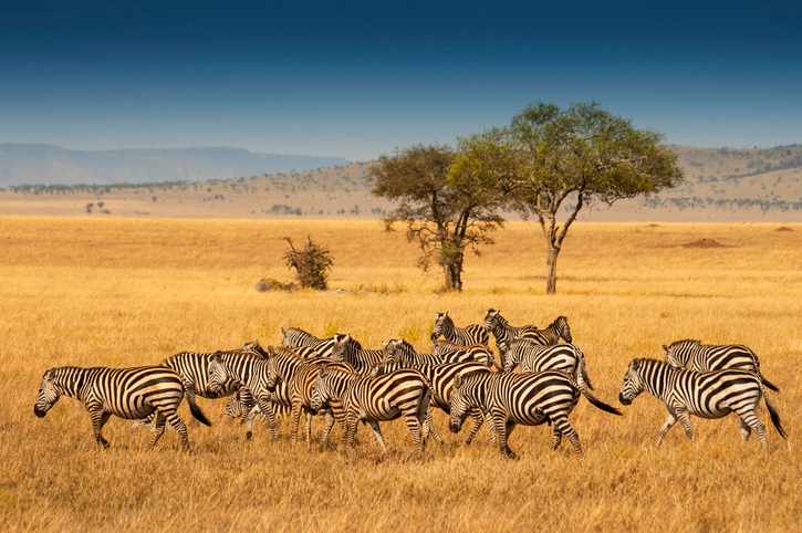 afrika-tansania-zebras-serengeti-nationalpark-pauschalreise-g-1063081670.jpg