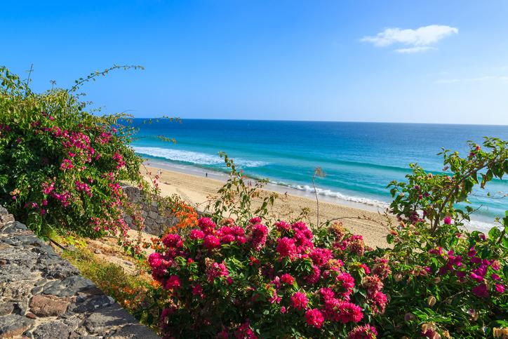 spanien-fuerteventura-morro-jable-strand-tropische-blumen-g-675757412.jpg