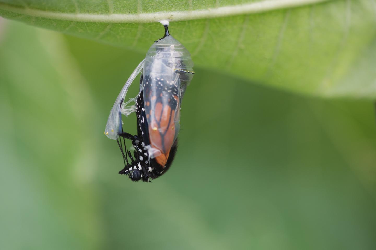 Schmetterling-schmeterling_schluepft_aus_kokon-g-1417044516.jpg