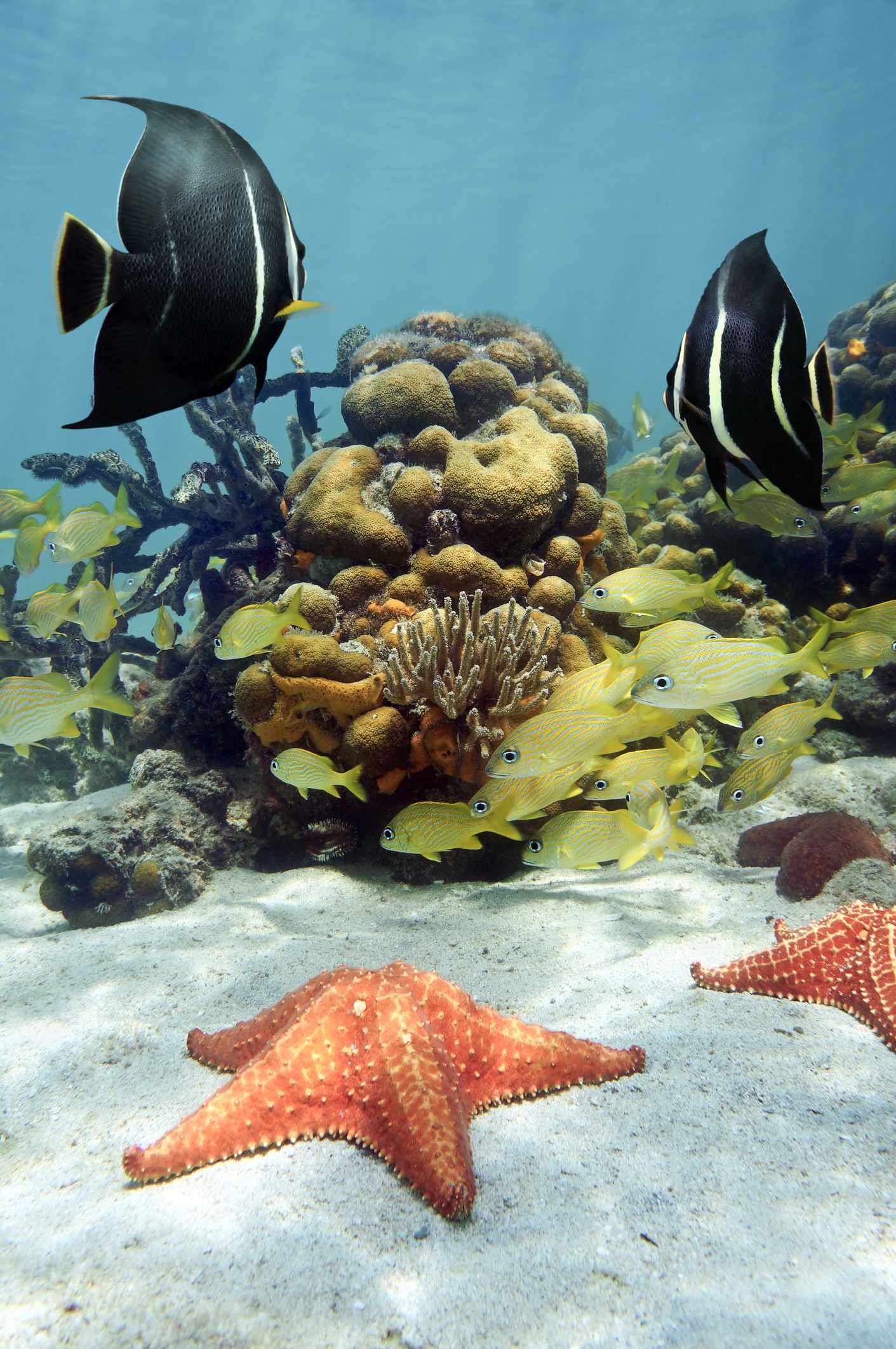 bltb306eadc96c8ea05-Dominikanische-Republik-Fische-im-Riff-g-857098980.jpg Fische im Riff