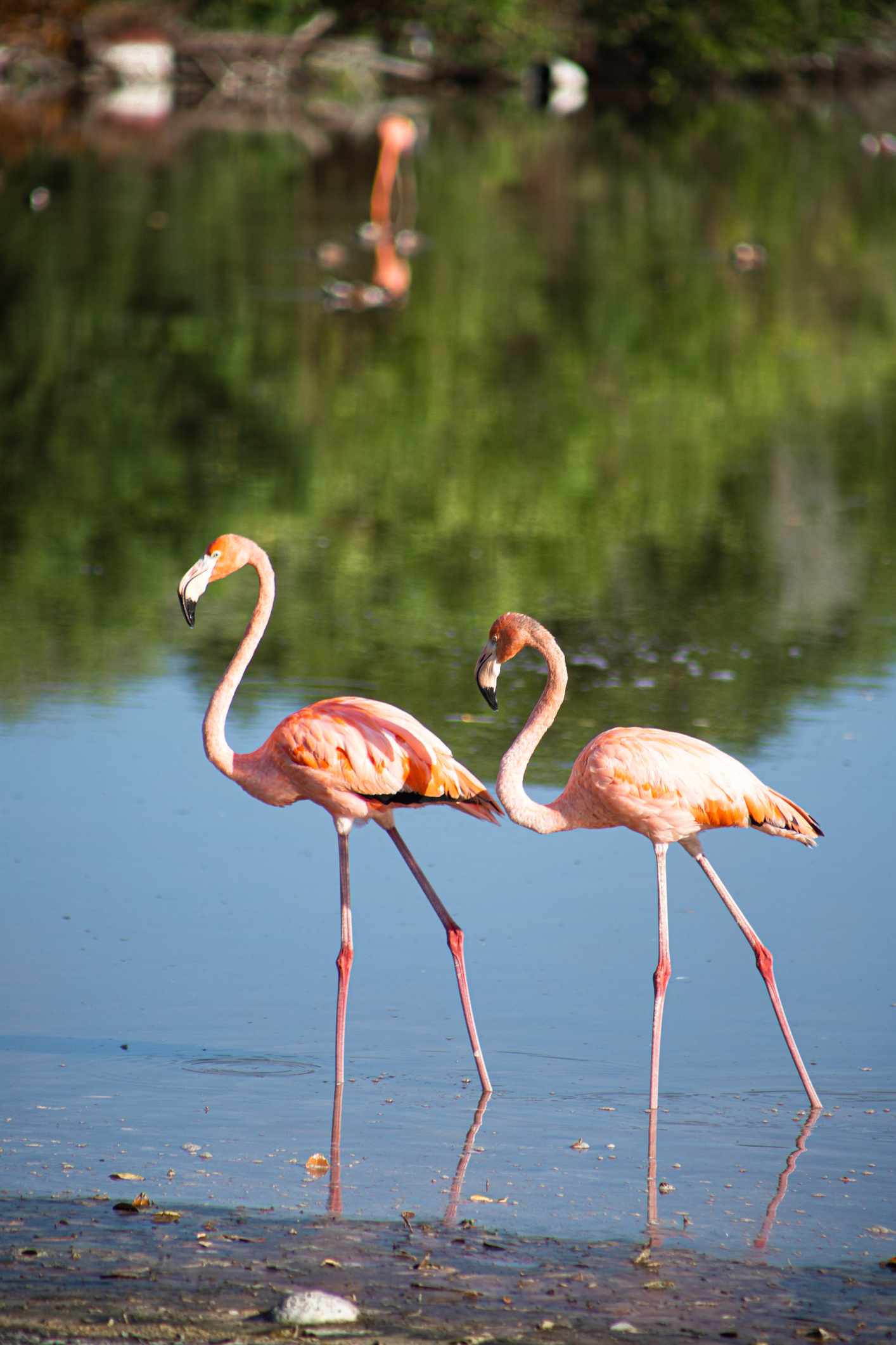 Tierwelt von Yucatan: Urlaub mit Flamingos