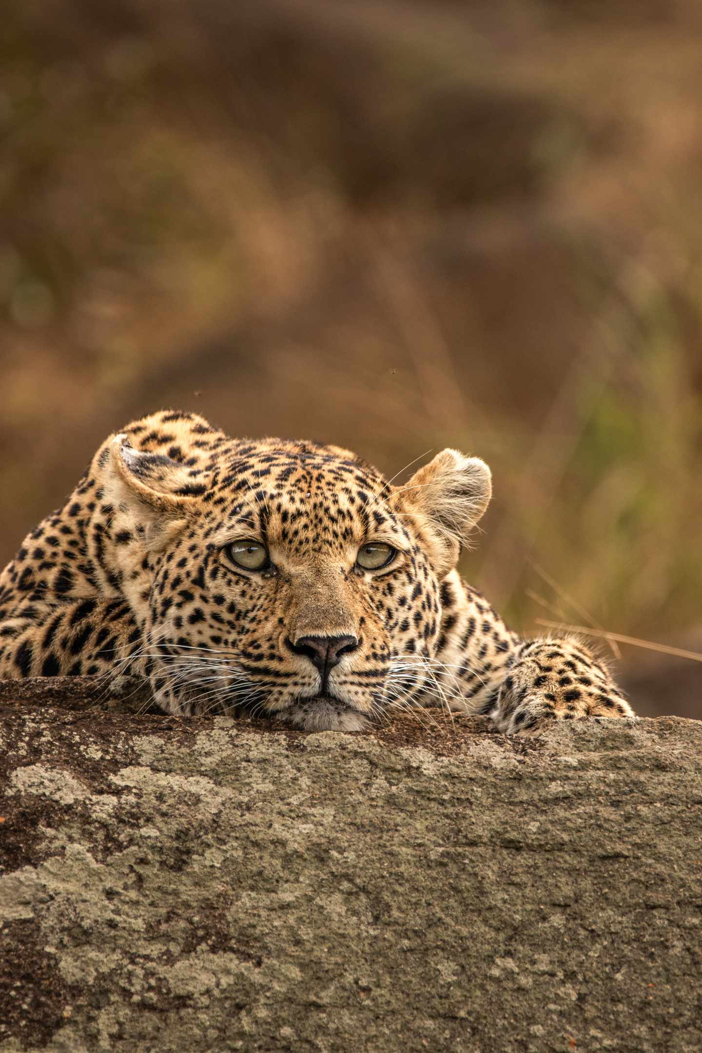 Leopard blickt hinter einem Felsen hervor im Kruger-Nationalpark in Südafrika