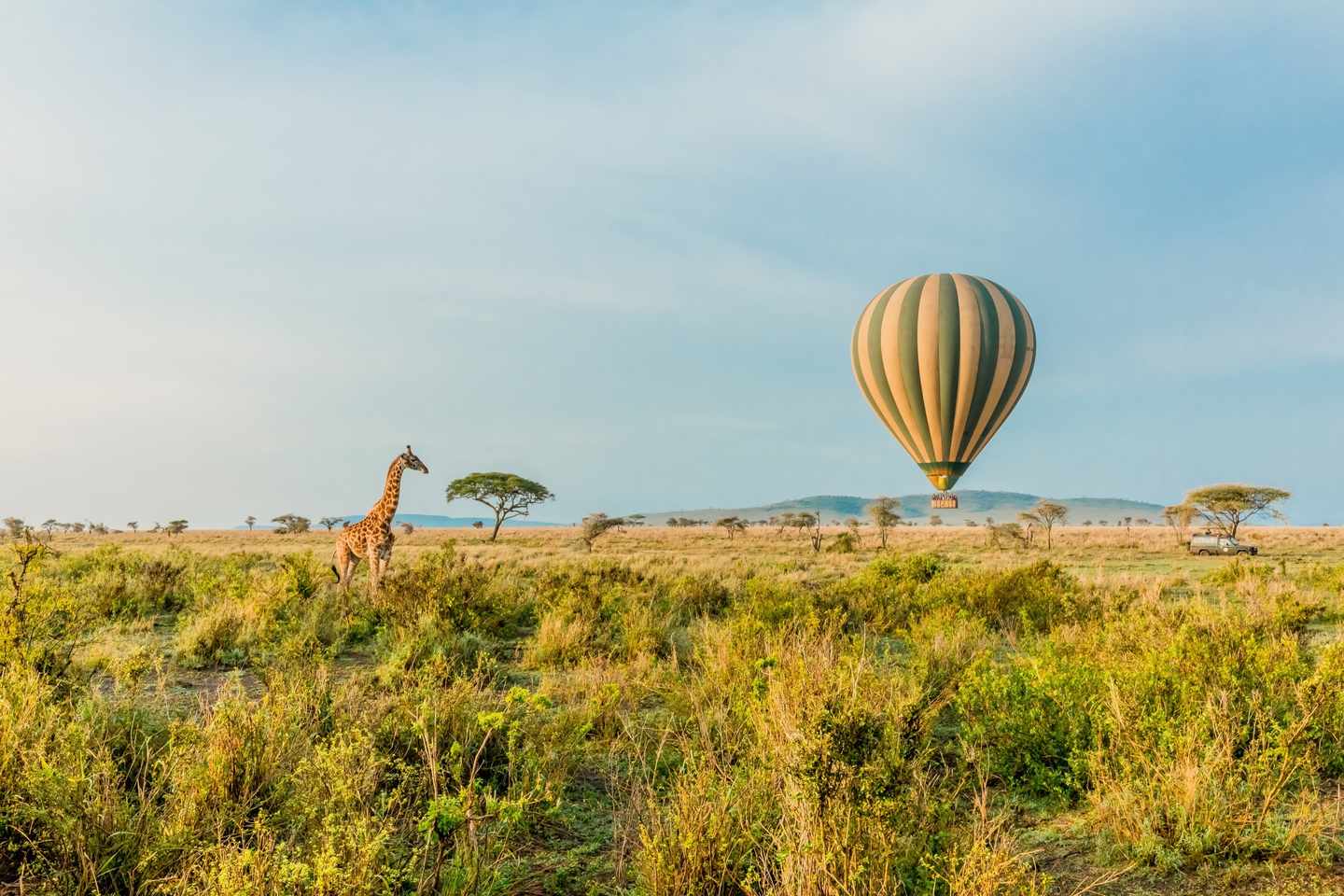 tansania-serengeti-heissluftballon-giraffe-t-658436664.jpg