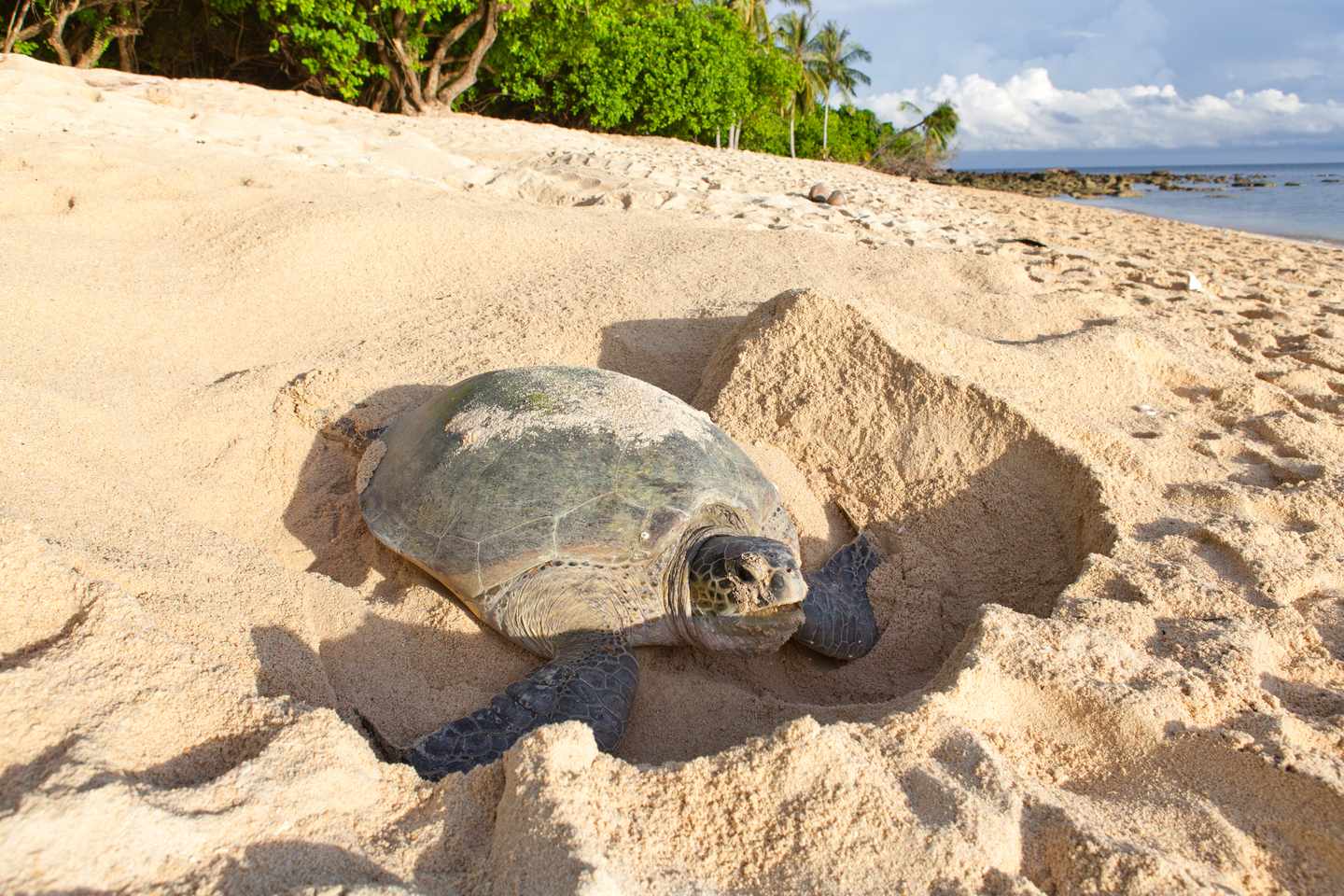 malaysia-borneo-sabah-taman-palau-penyu-schildkroete-bauchlage-eier-auf-den-strand-g-484874816.jpg