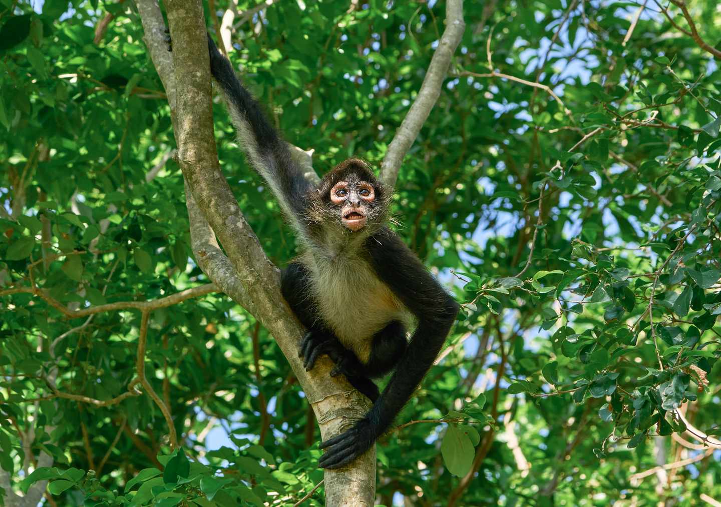 Mexico-Spider-Monkey-g-1294616280.jpg