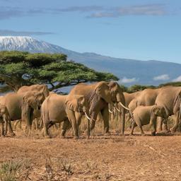 afrika-tansania-kilimanjaro-elefanten-g-817219148.jpg