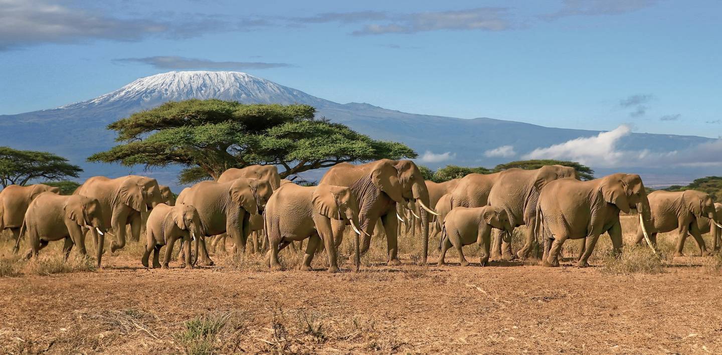 blt6168e6c9fcead994-afrika-tansania-kilimanjaro-elefanten-g-817219148.jpg afrika-tansania-kilimanjaro-elefanten-g-817219148.jpg