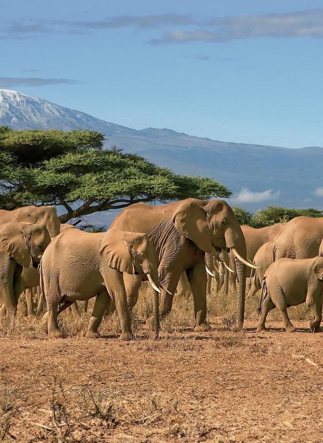 Tansania Urlaub afrika-tansania-kilimanjaro-elefanten-g-817219148.jpg