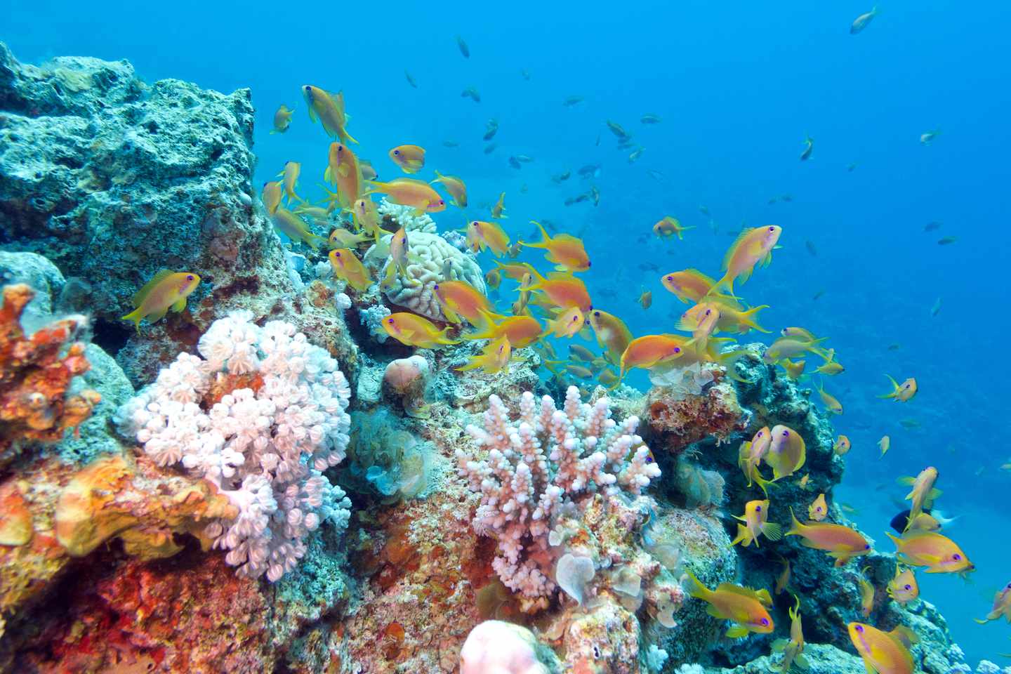 tauchen-korallenriff-mit-fischen-g-473505368.jpg