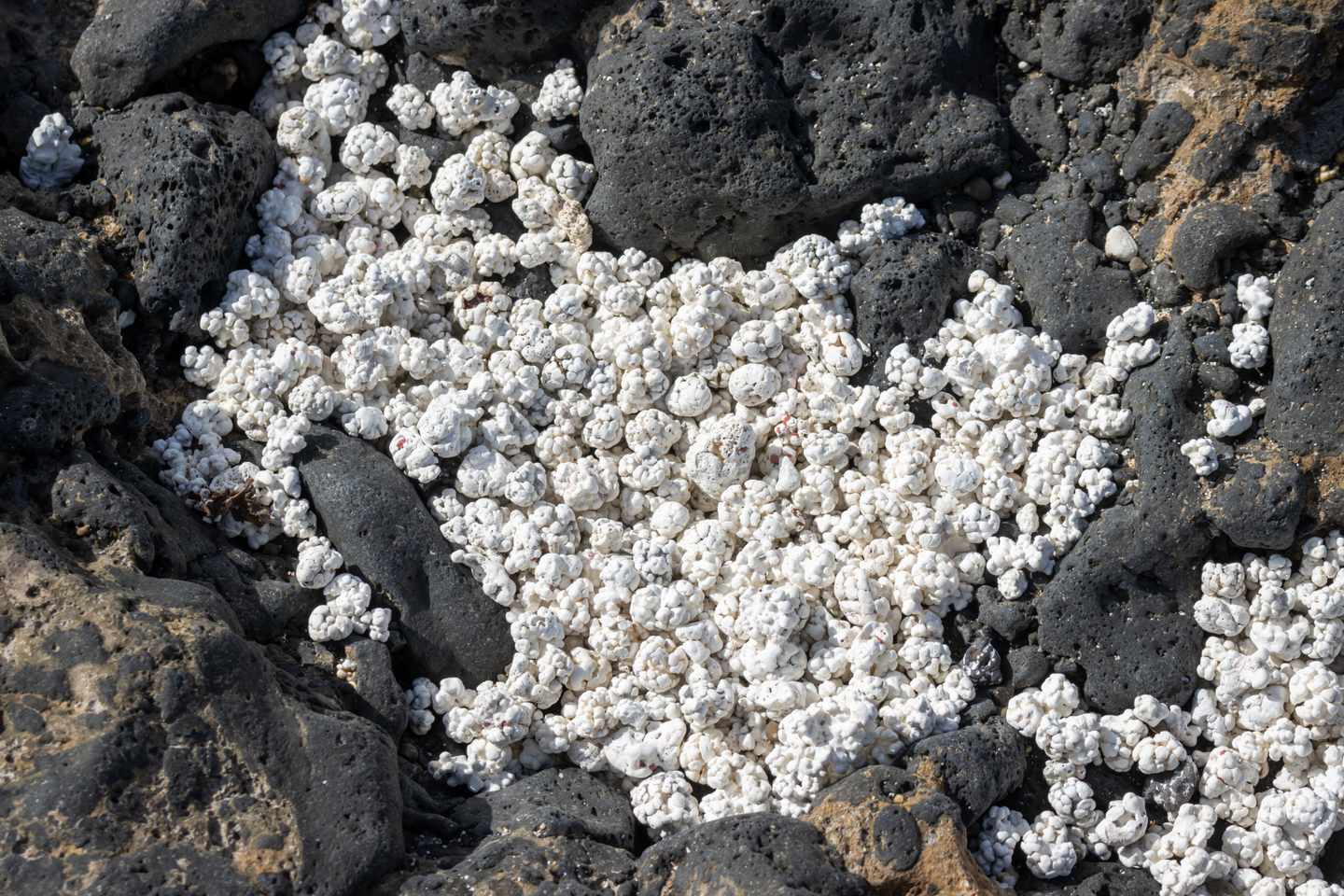 kanaren-fuerteventura-strand-popcorn-g1475120058.jpg