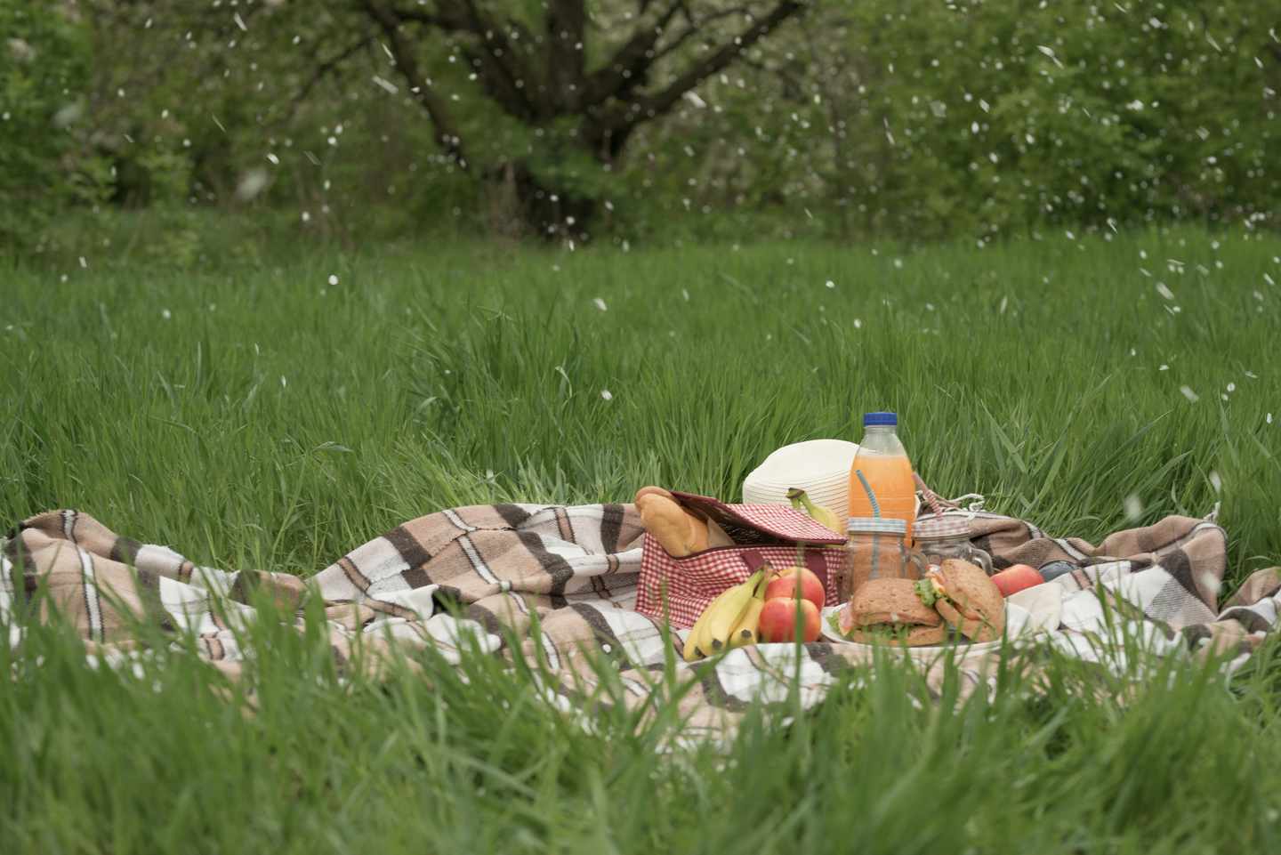 deutschland-rhoen-wiese-picknick-g-1049134770.jpg
