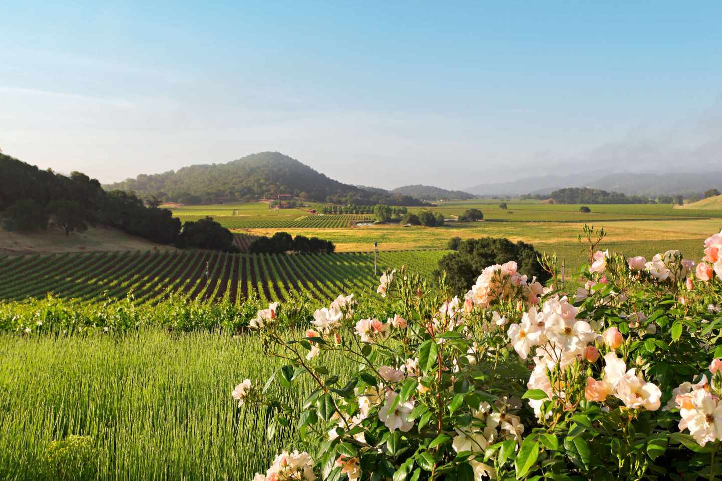 usa-kalifornien-napa-valley-in-einer-landschaft-fruehling-g-168518380.jpg
